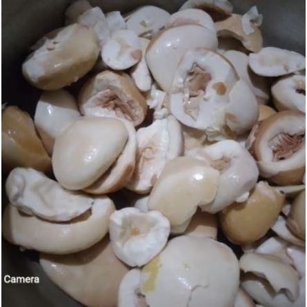 

Picung Muda 500 gram / Pucung / Kepayang / Keluwek Muda