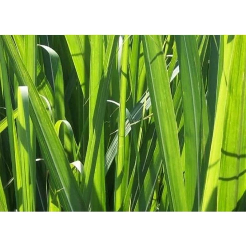 

daun tebu 450g herbal