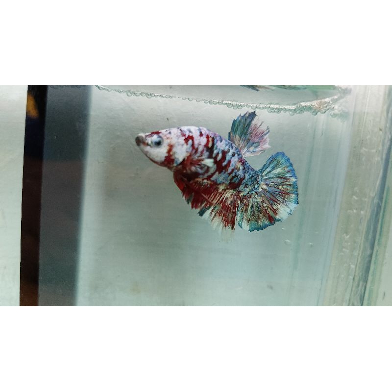 IKAN CUPANG HIAS MURAH