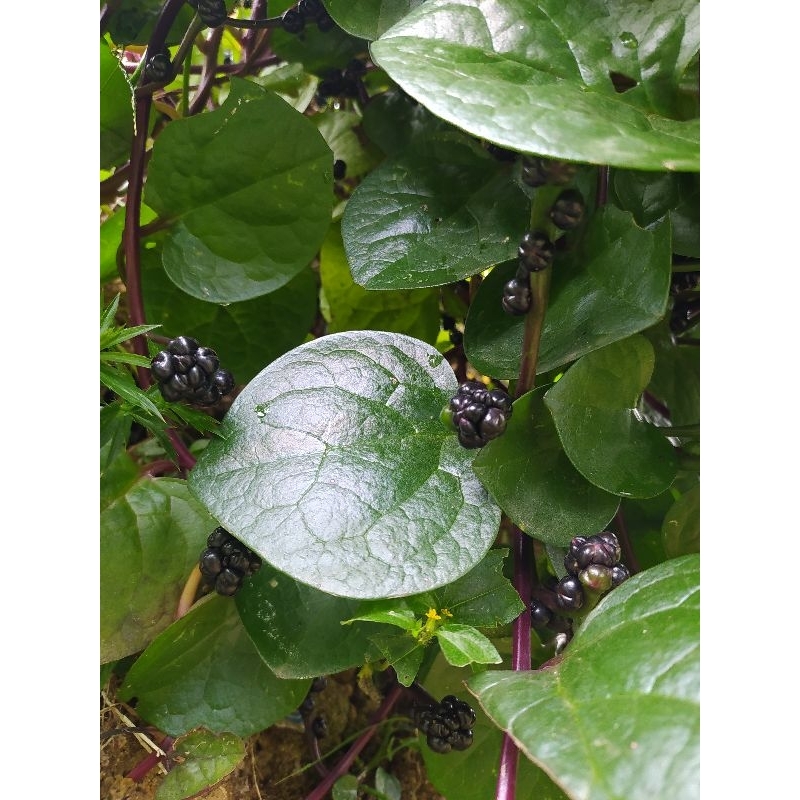 

daun binahong merah/gandola segar 250 gram petik langsung