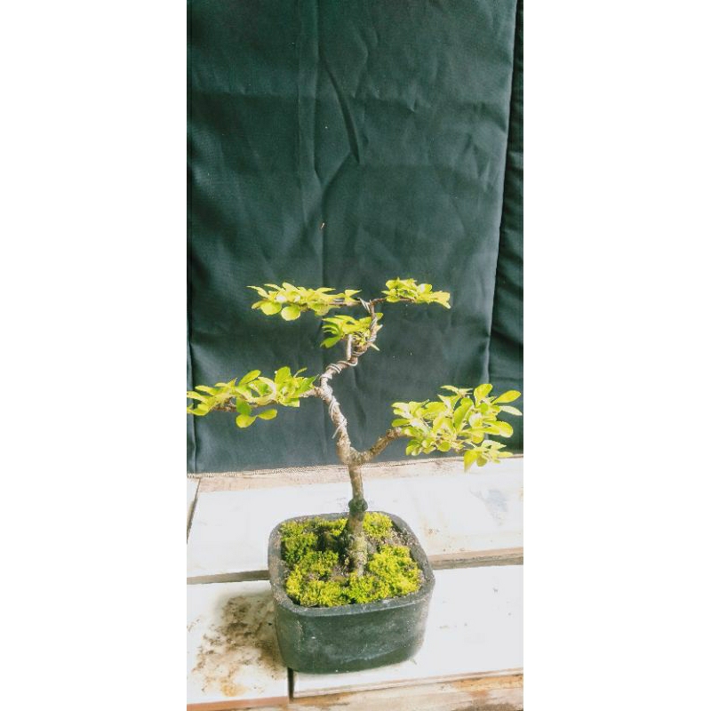 bonsai delima batu