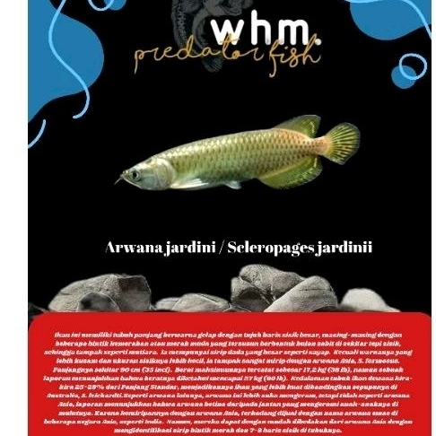 Arwana jardini 20 cm (Mainan Ikan)