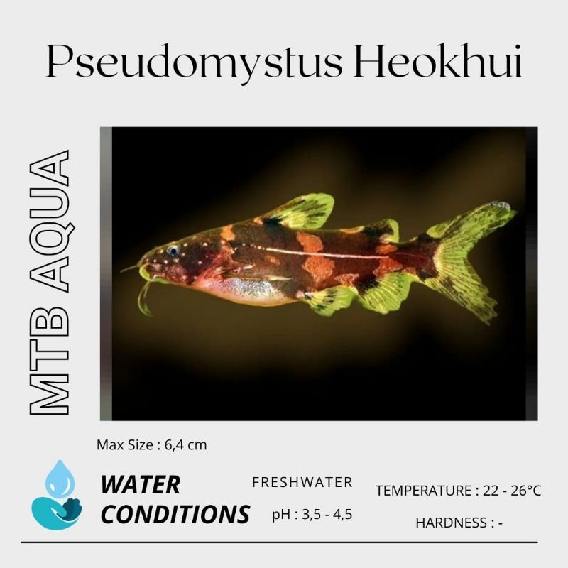 Baung Kembang / Bumblebee Catfish (Pseudomystus Heokhui)