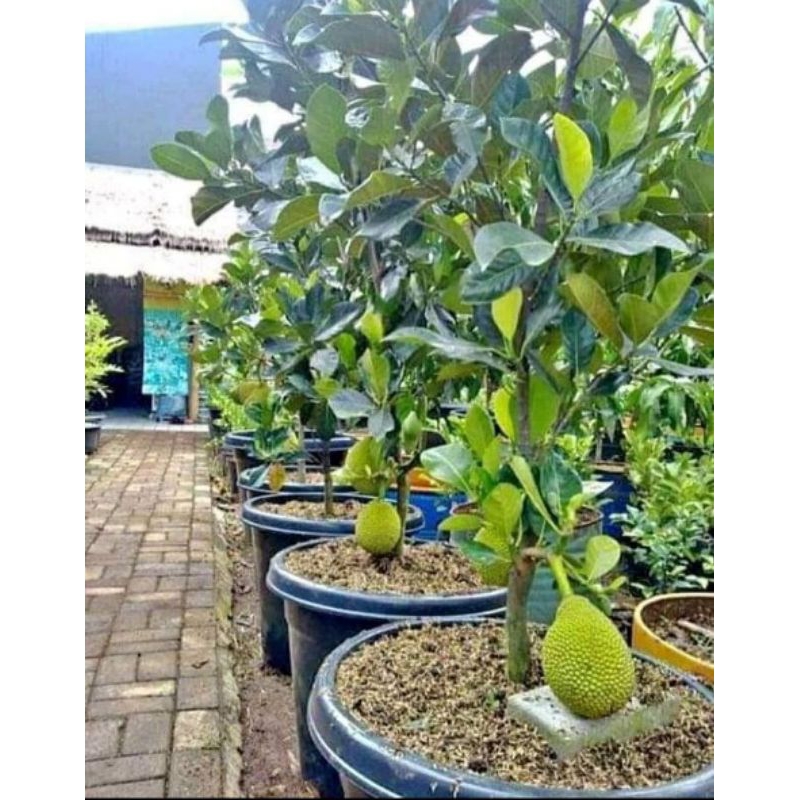 bibit nangka mini okulasi
