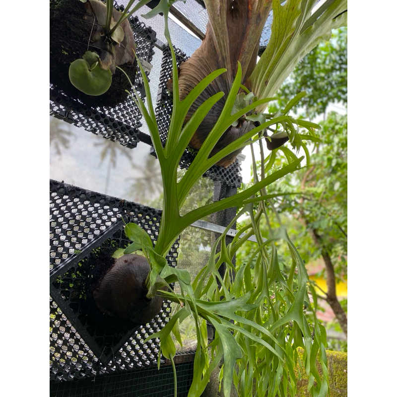 Platycerium Alcicorne Africa remaja