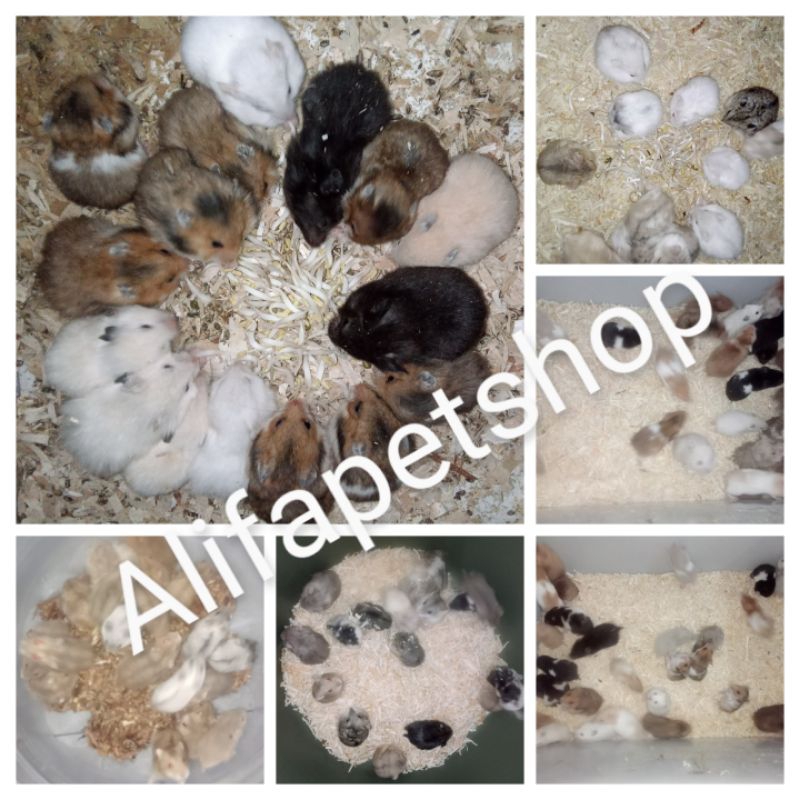 hamsterSemuajenis(Syirian, chambel, roborovski, fujiyama, winterwhite )