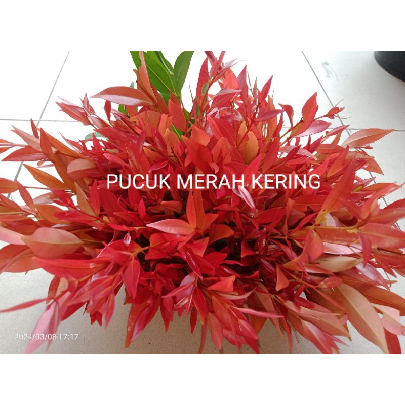 

PUCUK MERAH KERING