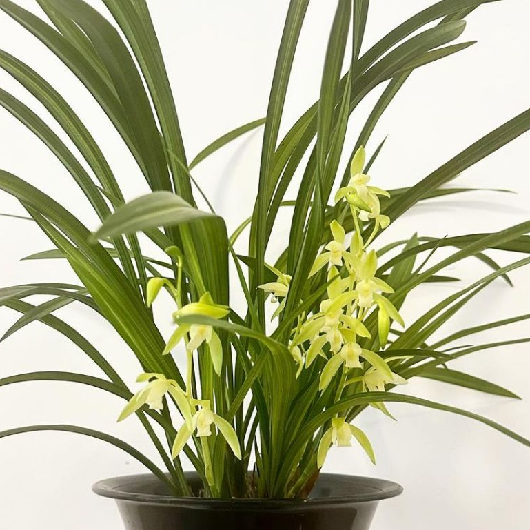 anggrek tanah Cymbidium ensifolium berbunga wangi