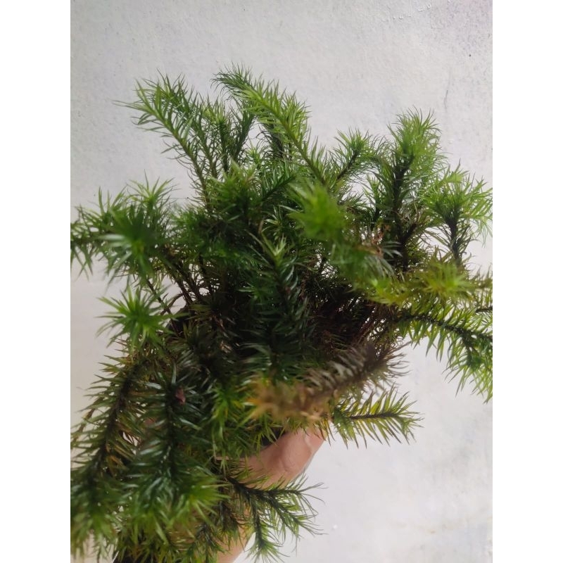 tanaman hias pakis ekor monyet