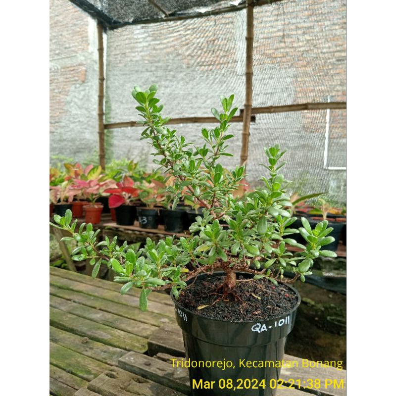 QA-1011, Bibit bonsai santigi mawar semai biji