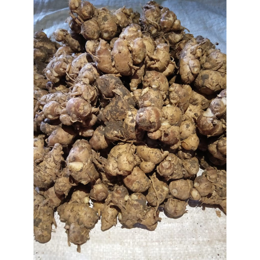 

Kencur 100 gram KIRIM INSTANT