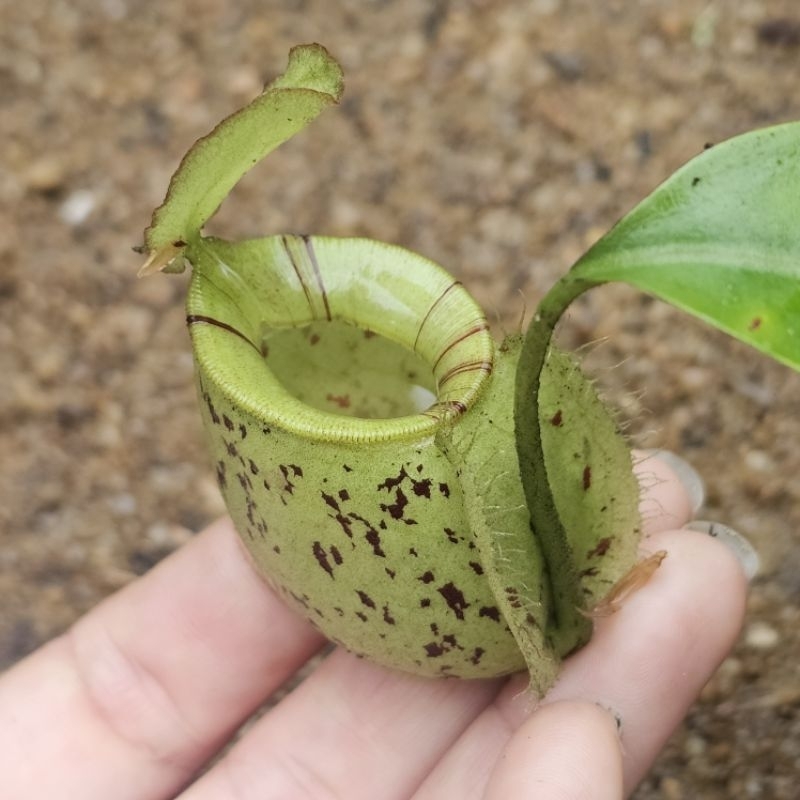 

Hookeriana