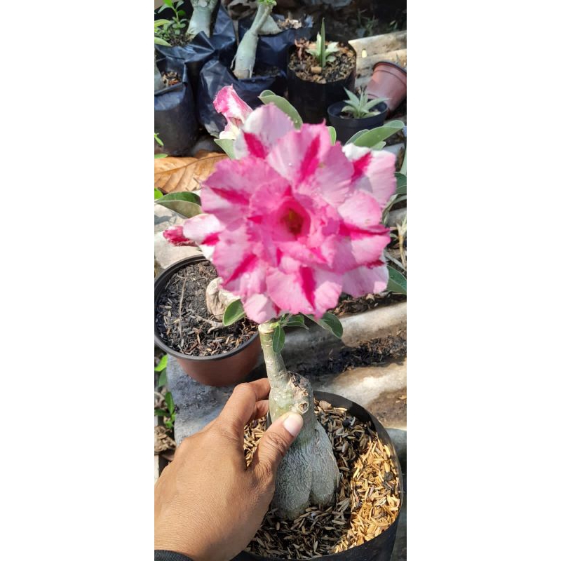 adenium grafting size A paket 3 pohon