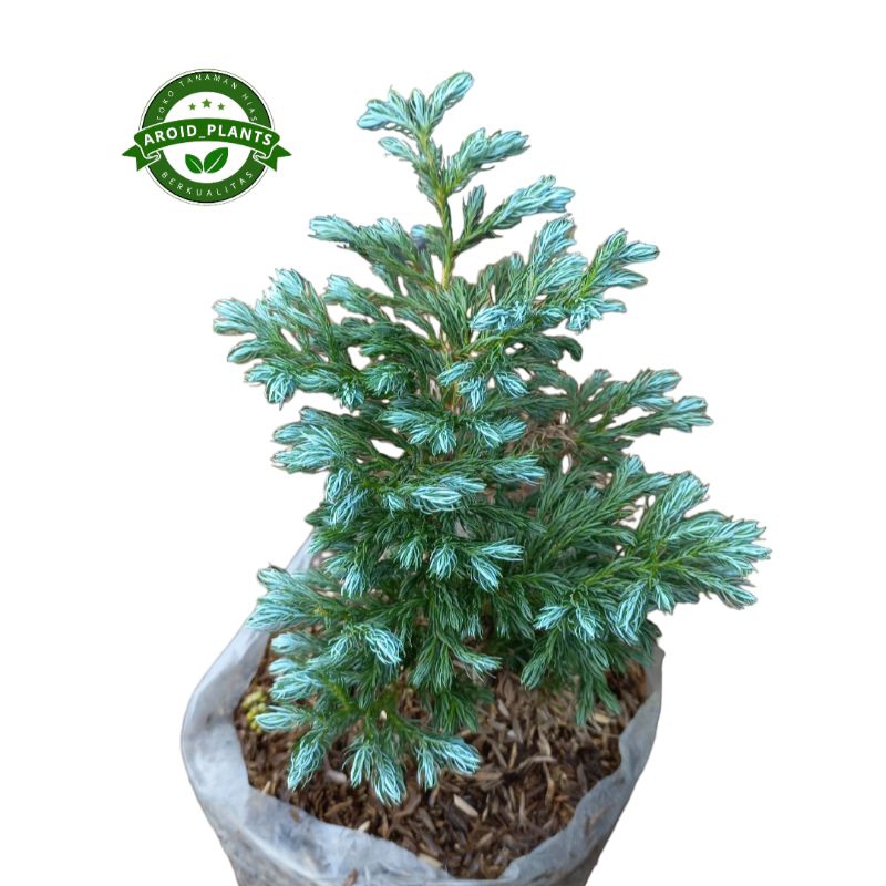 Tanaman Hias Ficus Cemara Silver - Pohon Cemara Silver Bibit