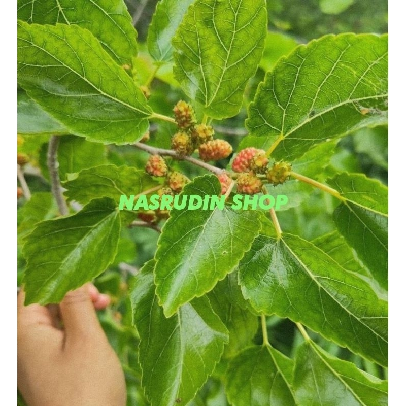 

[Fresh] DAUN MURBEI SEGAR 50 LEMBAR / DAUN BERI LANGSUNG PETIK