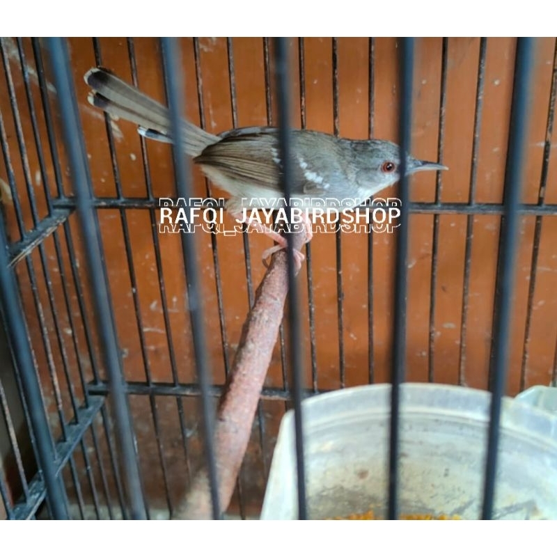 BURUNG CIBLEK KRISTAL BETINA BUAT CAS/TERNAK