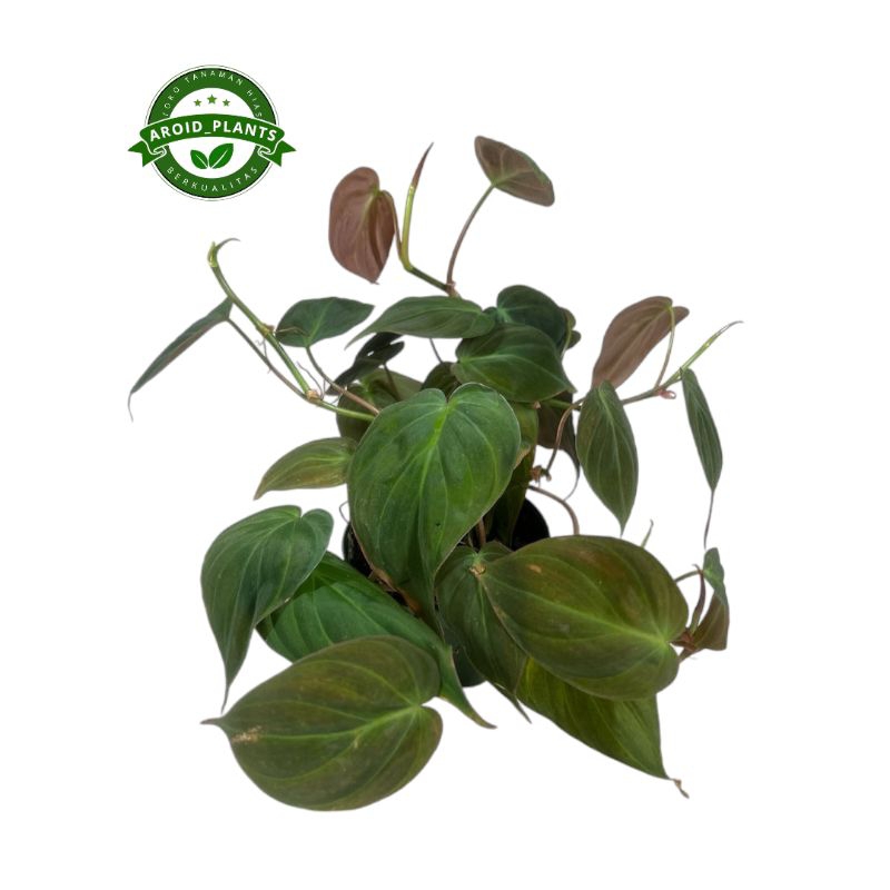 Tanaman Hias Philodendron Micans - Pohon Philodendron Micans