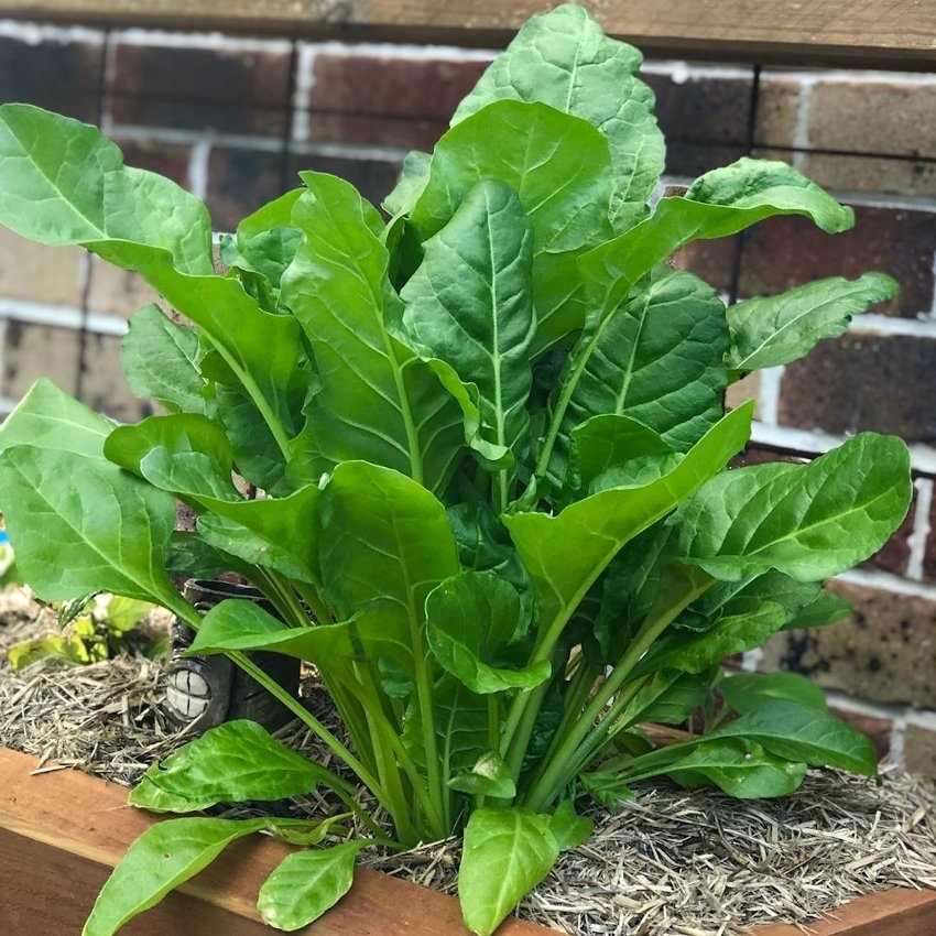 Benih Bibit - Spinach Perpetual Leaf Beet Seeds - IMPORT