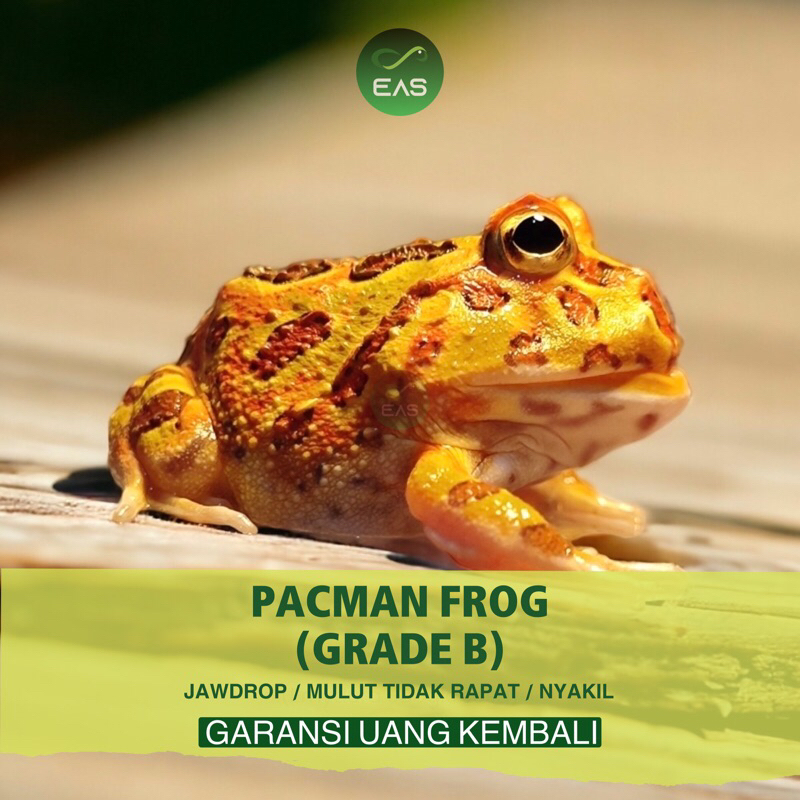 PELET PACMAN FROG GRADE B SEHAT / MINUS JAWDROP / MULUT TIDAK RAPAT