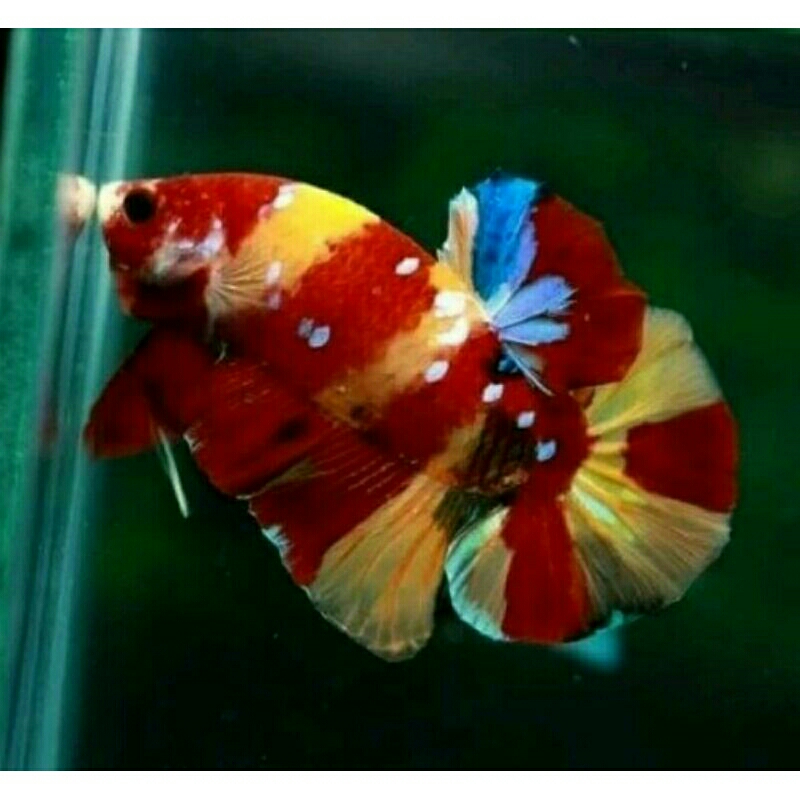 hiasan kelatau/CUPANG MULTY NEMO GLX, KOI, EMERALD