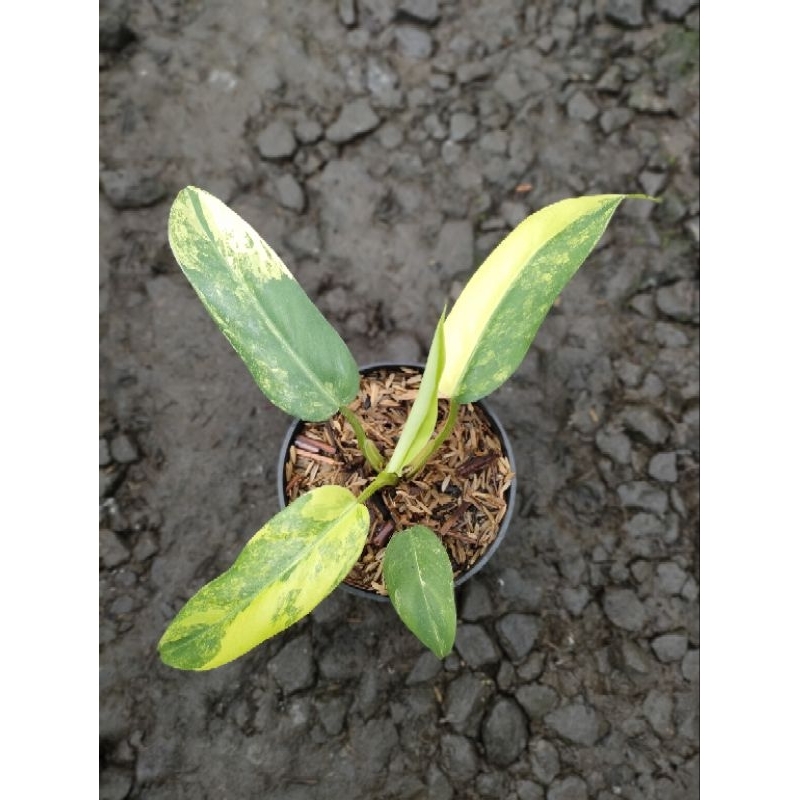 philo domestikum variegata