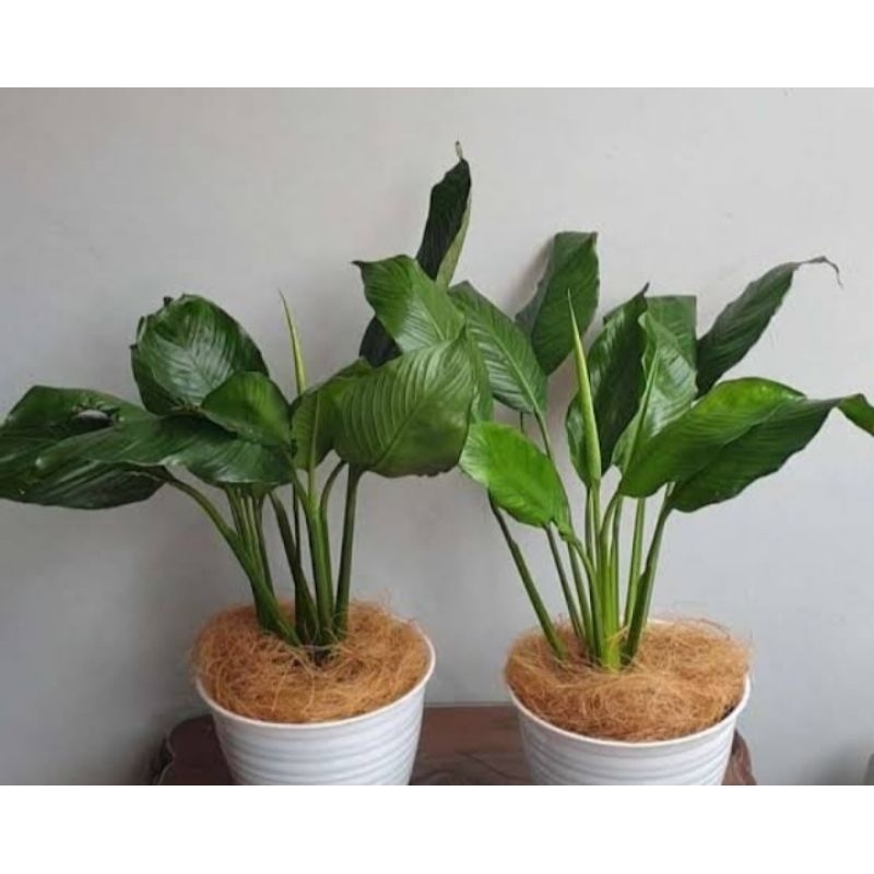 Bunga peace lily