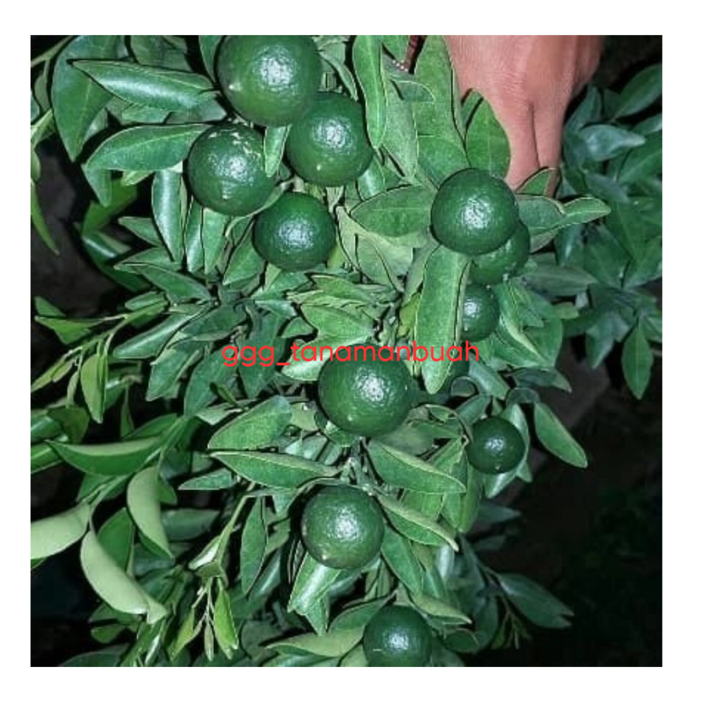 Bibit Jeruk Santang Madu Hijau Sudah Berbuah Super Spesial