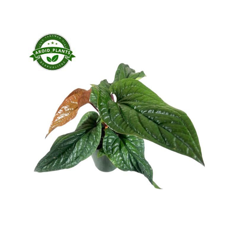 Tanaman Hias Anthurium Radicans X Luxurians - Anthurium Sirih