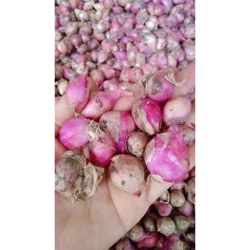 

bawang merah nganjuk 1 kg