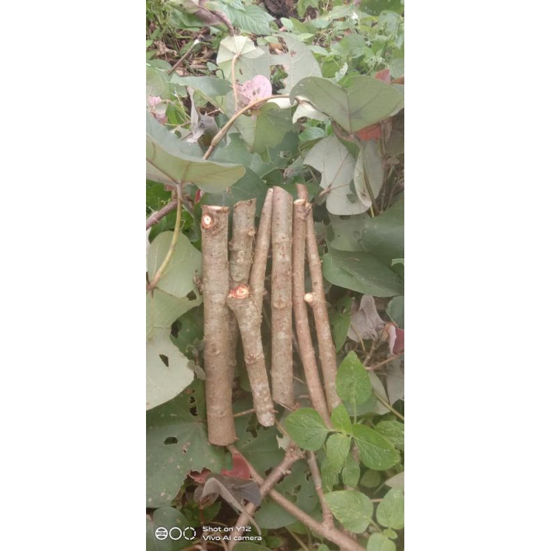 bahan setek waru merah murah