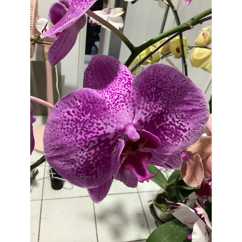 Anggrek bulan pasca bunga