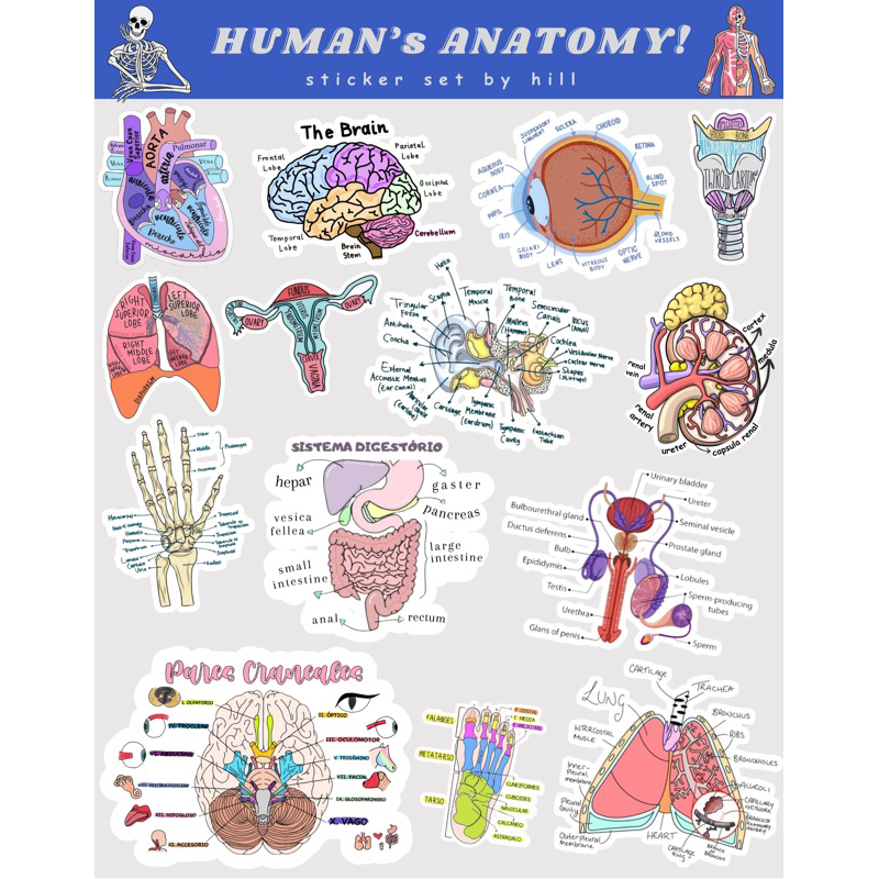 

STICKER HUMAN ANATOMY - Sticker Kedokteran for Ipad Tablet Laptop