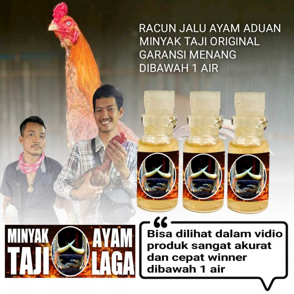 ayam bangkok asli mangon pama murah jamu jago aduan racun jalu minyak taji