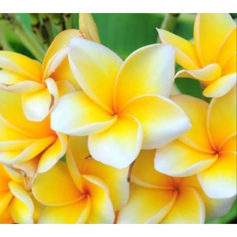 bibit kamboja bali kamboja kuning