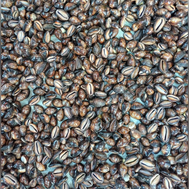 250gram-1kg Kuwuk Hitam & Putih Besar Untuk Bermain Beklen/Bekles