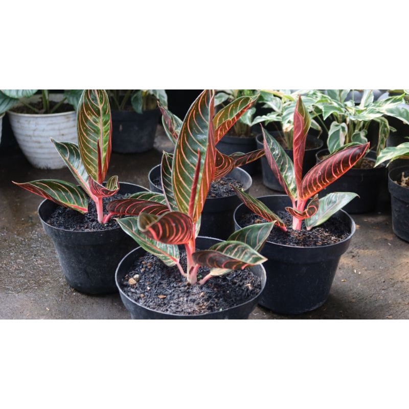 Aglonema red sumatra