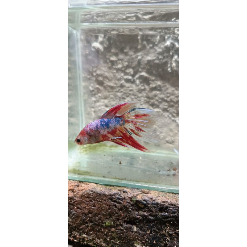 cupang veiltail/slayer Nemo Candy