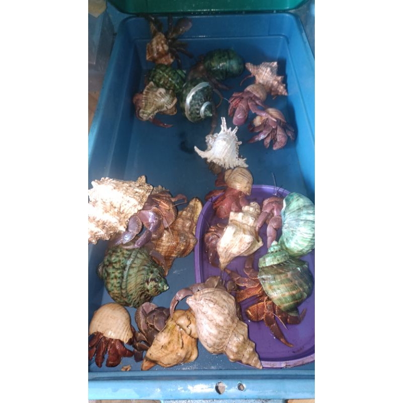 kelomang jumbo pnjang kaki 13cm up