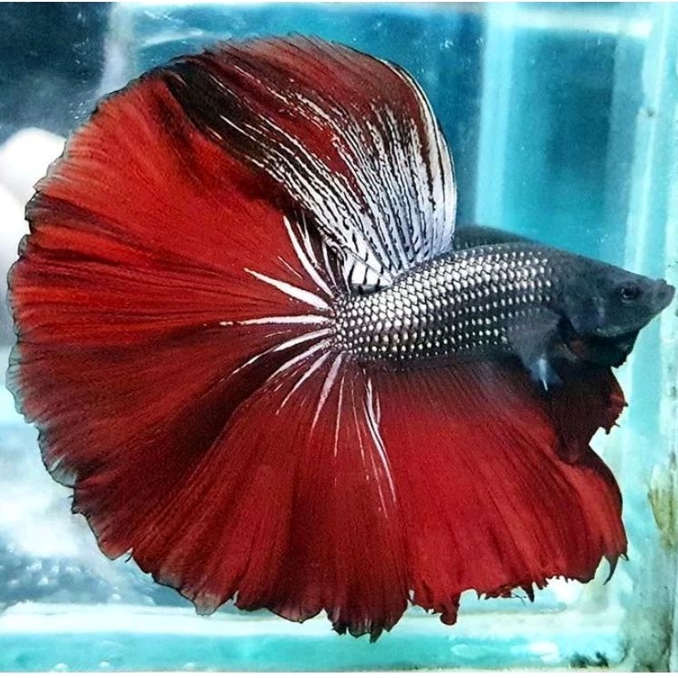 Ikan Cupang Halfmoon Rosetail Red Cooper