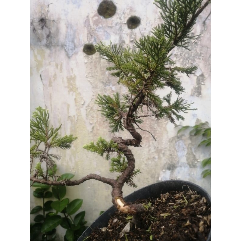 bonsai mame cemara sinensis meliuk real pic