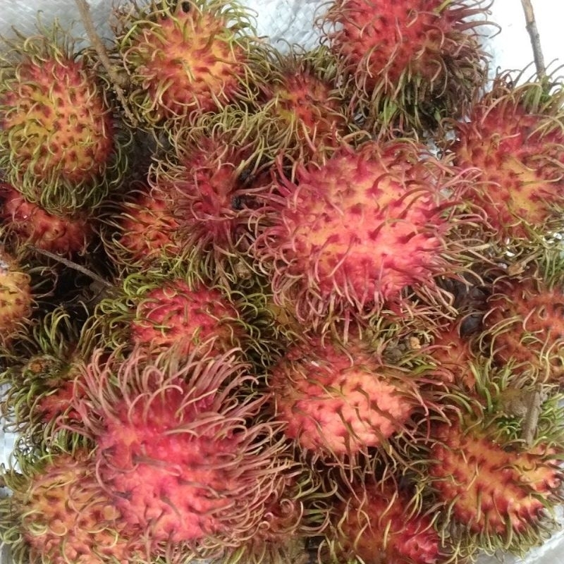 

Rambutan binjai fresh manis 1kg