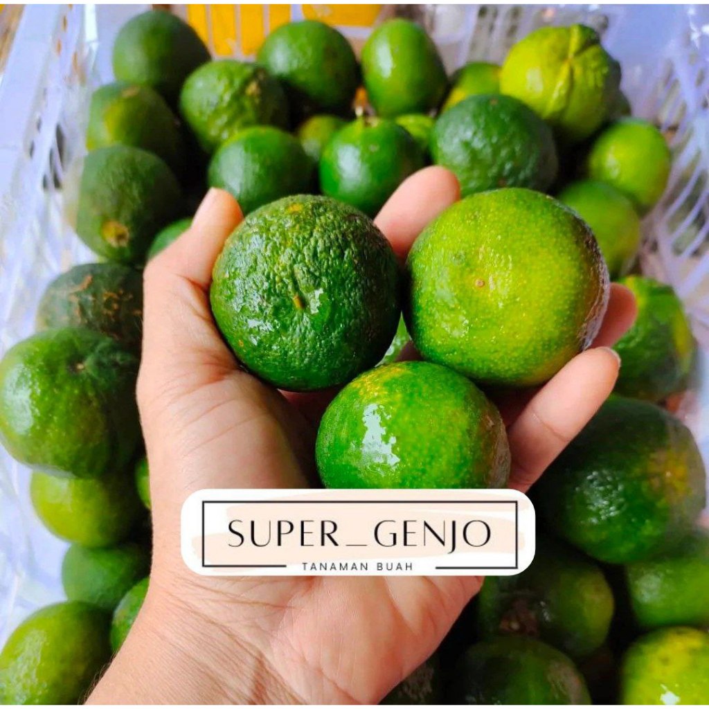 Bibit Jeruk Santang Daun/Santang Hijau sudah berbuah