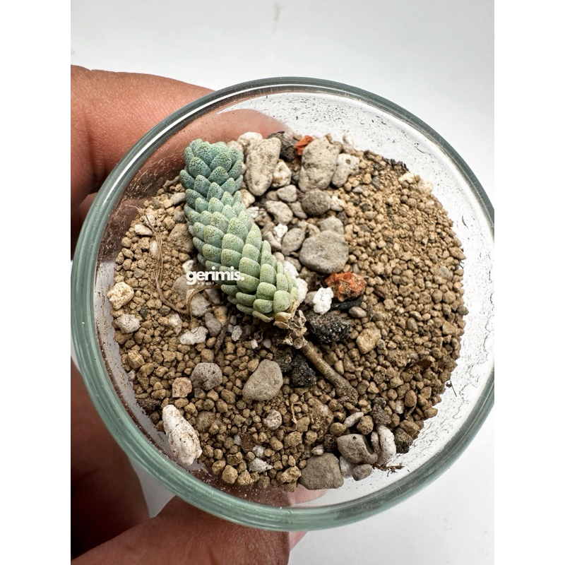 SEDUM DASYPHYLLUM MAJOR / sedum import / sukulen import / sukim