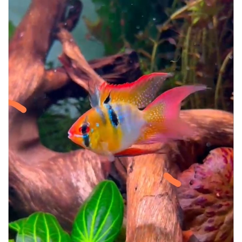 RAMIREZI | RAMIREZI SLAYER | RAMIREZI BALON | RAMIREZI BALON SLAYER