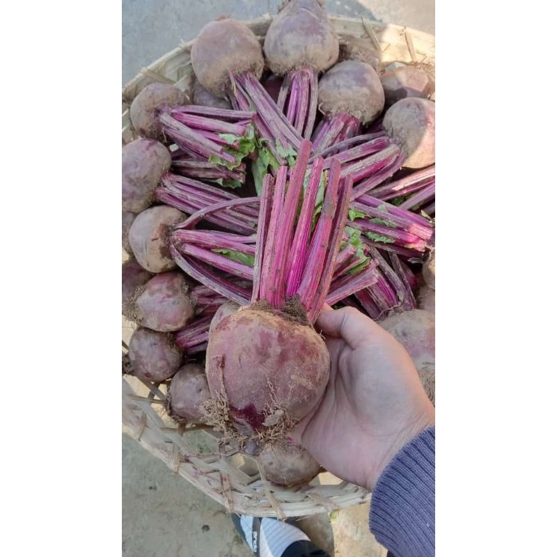 

BEET FRESH MURAH LEBAY