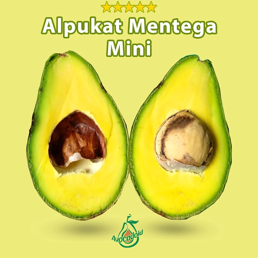 

ELO146 Terlaku Alpukat Mentega Mini Bergaransi