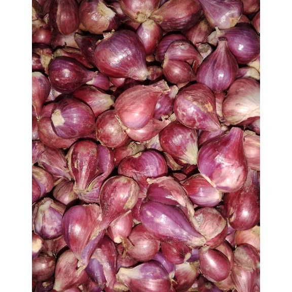 

DRW178 Star 66 BAWANG MERAH BREBES ASLI SUPER 1kg