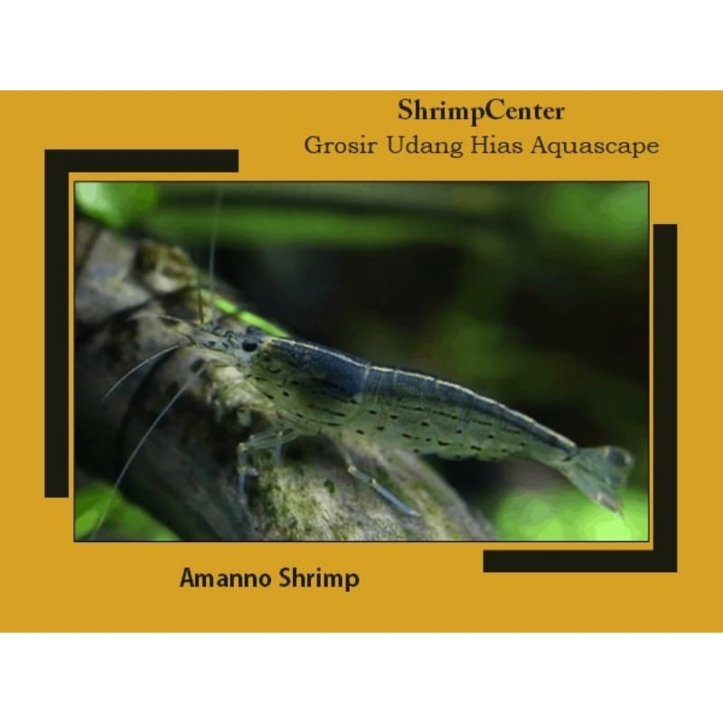 ShrimpCenter AMANO SHRIMP  / HOBI AESTHETIC / PEMBERSIH AQUASCAPE