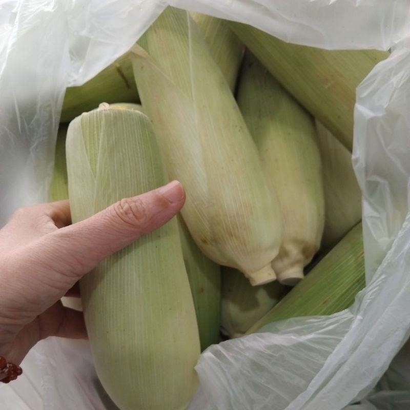 

Jagung manis