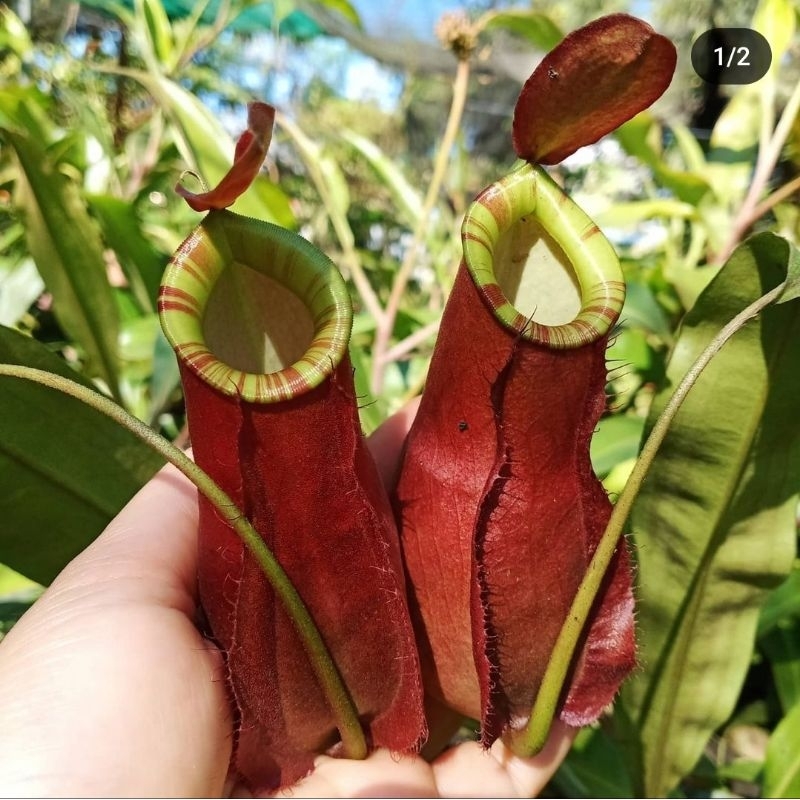 

khucingensis red strilip